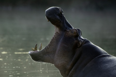 Hippo in early morning mist | Maasai Mara 2019