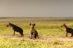 Hyena cubs | Maasai Mara 2019