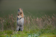 Arctic Squirrel  |  Katmai National Park 2018