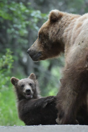 Mother & cub  |  Katmai National Park 2018