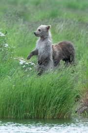 Mother & cub  |  Katmai National Park 2018