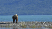 On the shores of Lake Iliamna   |  Katmai National Park 2018