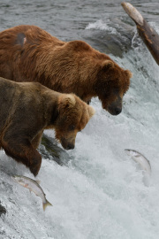 You got that one?  |  Brooks Falls  |  Katmai National Park 2018