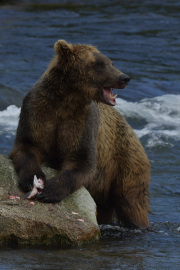His table  |  Brooks Falls  |  Katmai National Park 2018
