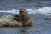 His table  |  Brooks Falls  |  Katmai National Park 2018