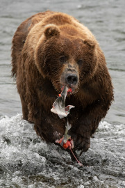 Feast  |  Brooks Falls  |  Katmai National Park 2018
