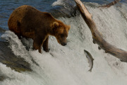 Hello there  |  Brooks Falls  |  Katmai National Park 2018