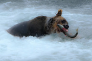 The struggle is real  |  Brooks Falls  |  Katmai National Park 2018
