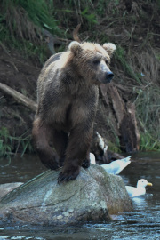 Grizzly Bear looking for lunch  |  Brooks Falls  |  Katmai National Park 2018