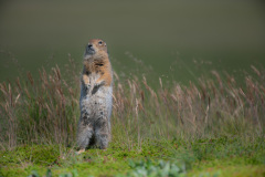 Arctic Squirrel  |  Katmai National Park 2018