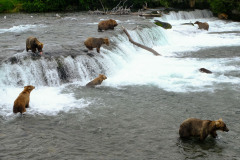 All waiting for the easy meal  |  Brooks Falls  |  Katmai National Park 2018