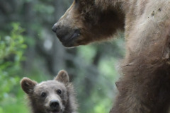 Mother & cub  |  Katmai National Park 2018
