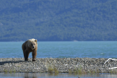 On the shores of Lake Iliamna   |  Katmai National Park 2018
