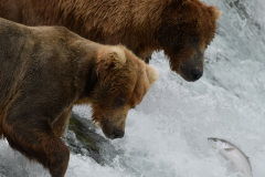 You got that one?  |  Brooks Falls  |  Katmai National Park 2018