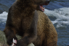 His table  |  Brooks Falls  |  Katmai National Park 2018