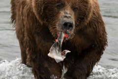 Feast  |  Brooks Falls  |  Katmai National Park 2018