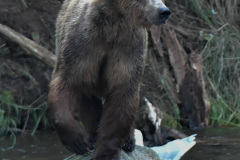 Grizzly Bear looking for lunch  |  Brooks Falls  |  Katmai National Park 2018