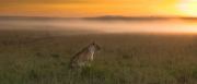 Misty Mara Morning  |  Maasai Mara 2017