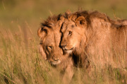 Brothers  |  Maasai Mara 2019