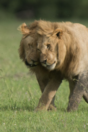 Brothers #2  |  Maasai Mara 2019
