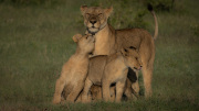 Mother & cubs  |  Maasai Mara 2017