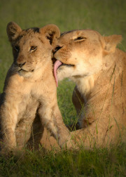 A Mother's love  |  Maasai Mara 2017