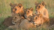Lionesses in morning light  |  Maasai Mara 2017