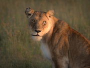 Beautiful lioness  |  Maasai Mara 2017