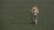 Young male  |  Maasai Mara 2017