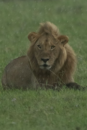 And the rain came down  |  Maasai Mara 2017