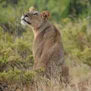 The Plane!  |  Maasai Mara 2012