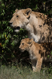 Mother & cub  |  Maasai Mara 2017