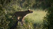 Cub surveying his world from a termite mound  |  Maasai Mara 2017