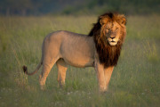 Notch 2  |  Maasai Mara 2017