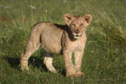 Handsome young boy  |  Maasai Mara 2017