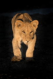 Cut into morning light  |  Maasai Mara 2017
