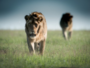 My shadow  |  Maasai Mara 2019