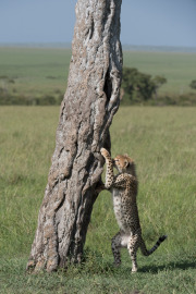Young male cheetah  |  Maasai Mara 2017