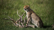 Young male cheetah  |  Maasai Mara 2019