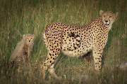 Cheetah & cub  |  Maasai Mara 2017