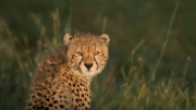 Those eyes  |  Maasai Mara 2017