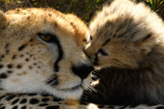 Mother & young cub  |  Maasai Mara 2019