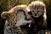 Mother & young cub  |  Maasai Mara 2019
