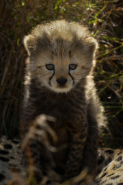 Young cheetah cub  |  Maasai Mara 2019