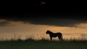 Lioness in silhouette  |  Maasai Mara 2019