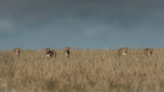 The Fast Five  |  Maasai Mara 2019