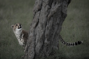 Coming for you  |  Maasai Mara 2017