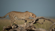 Curiosity  |  Maasai Mara 2019