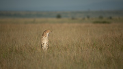 Is there anybody out there?  |  Maasai Mara 2019