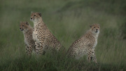 Imani and cubs  |  Maasai Mara 2017